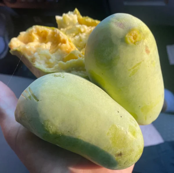 🇺🇸🌀Manga de frio (Paw paw) GIGANTE🌀🇺🇸 - Image 2