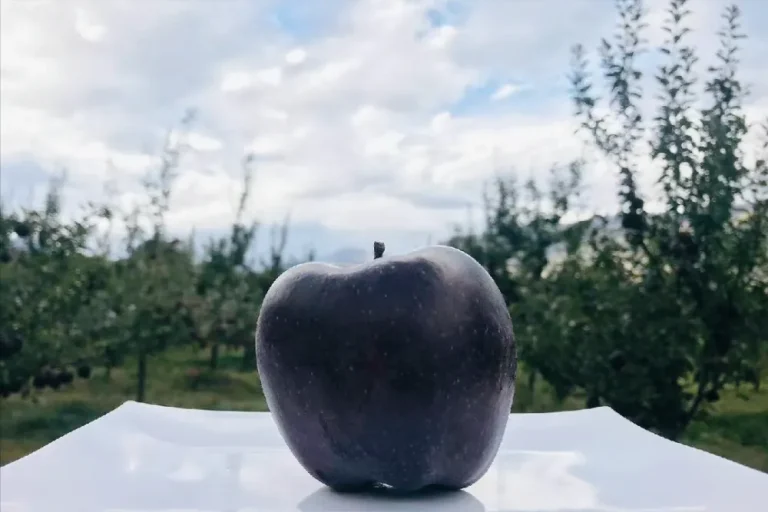 Macieira da maçã DIAMANTE NEGRO do TIBETE🍎😁 - Image 6