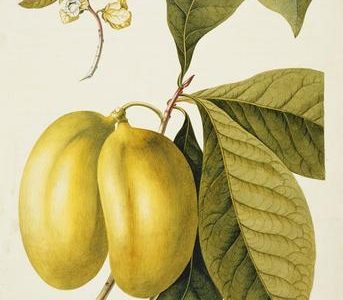 🇺🇸🌀Manga de frio (Paw paw) AUTOFERTIL🌀🇺🇸