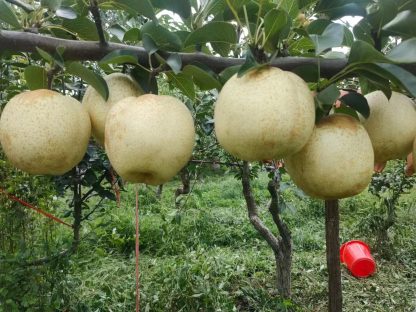 Pereira de Pera Branca Gigante da China🍐😁🤍🇨🇳