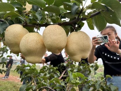 Pereira de Pera Branca Gigante da China🍐😁🤍🇨🇳