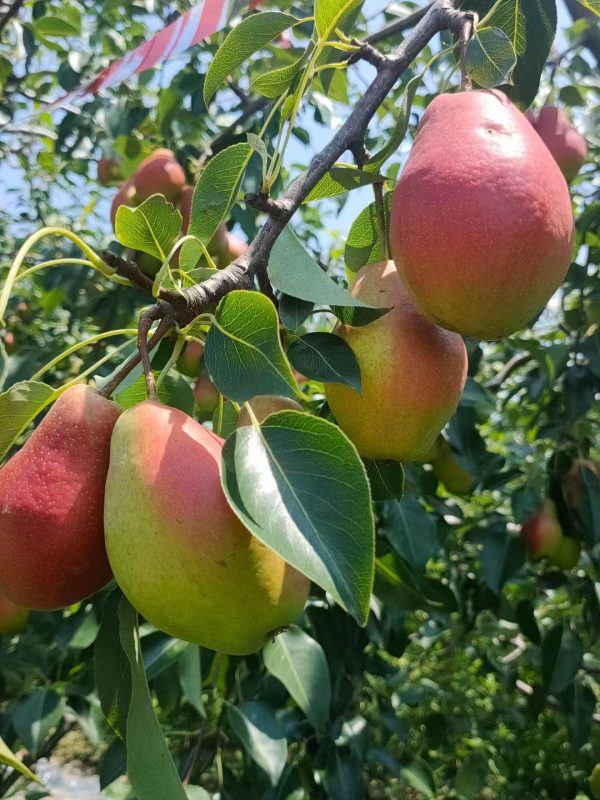 PEREIRA da PERA PERFUMADA🍐🌀🇨🇳 - Image 14