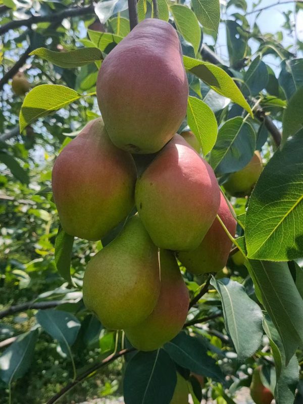 PEREIRA da PERA PERFUMADA🍐🌀🇨🇳 - Image 13