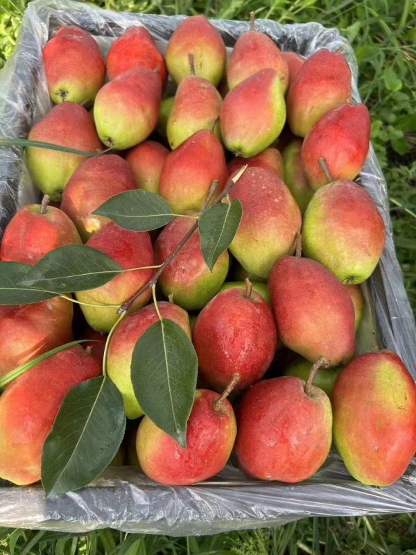 PEREIRA da PERA PERFUMADA🍐🌀🇨🇳 - Image 12