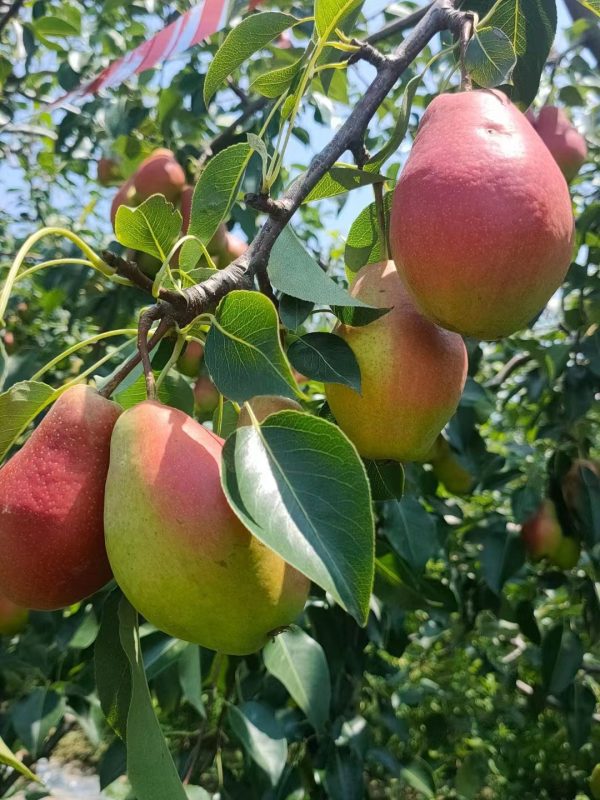 PEREIRA da PERA PERFUMADA🍐🌀🇨🇳 - Image 11