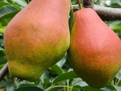 PEREIRA da Pera IMPERADORA da CHINA🍐👸🇨🇳