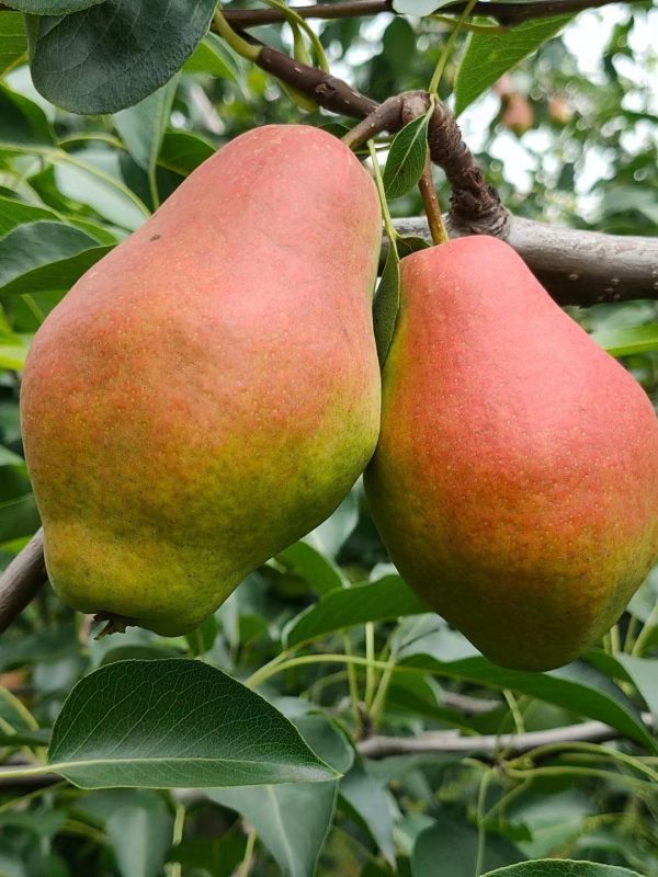 PEREIRA da Pera PRINCESA da CHINA🍐👸🇨🇳