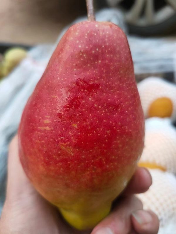 PEREIRA da PERA PERFUMADA🍐🌀🇨🇳 - Image 9