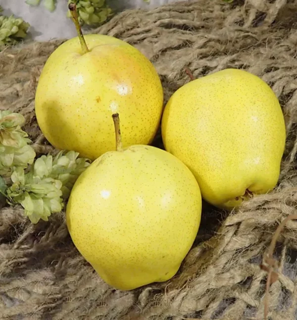 Pereira de Pera Gigante Verde da China🍐😁💚🇨🇳 - Image 4