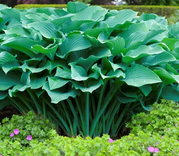 Planta da Hosta GIGANTE (ウルイ)🌿🍣🇯🇵 - Image 5