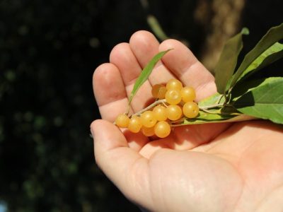 Eleagnus – Cereja da Russia Amarelo