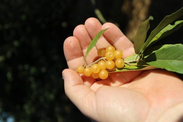 Eleagnus - Cereja da Russia Amarelo