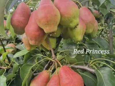 PEREIRA da Pera IMPERADORA da CHINA🍐👸🇨🇳