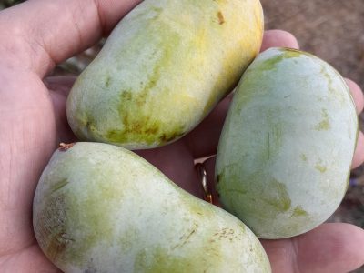 🇺🇸🌀Manga de frio (Paw paw) AUTOFERTIL🌀🇺🇸