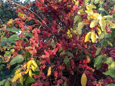 Eleagnus – Cereja da Russia VARIEGATA