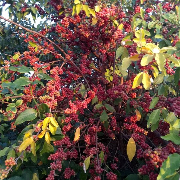 Eleagnus - Cereja da Russia VARIEGATA - Image 2