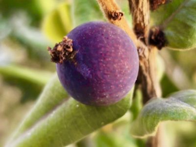 🇧🇷💜🌴JABUTICABA ROXA🌴💜🇧🇷