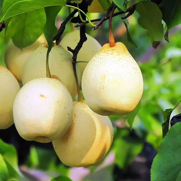 Pereira de Pera Branca Gigante da China🍐😁🤍🇨🇳 - Image 3