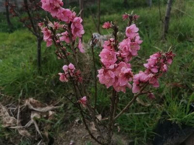 Nectarina para VASO🍑