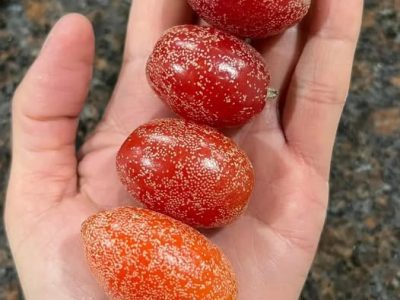 Eleagnus – Cereja da Russia GIGANTE