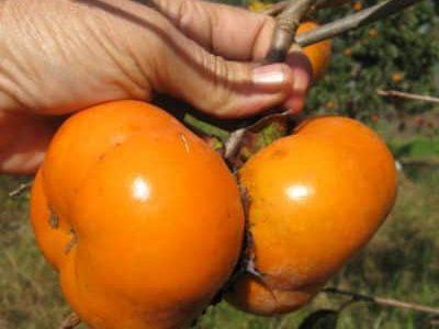 Diospireiro de fruto gigante do Japão