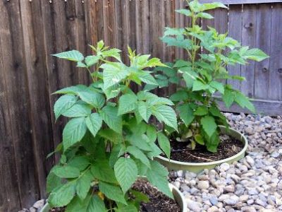 Planta do algodão doce🪴