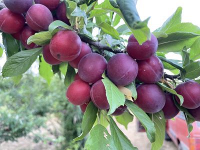 Ameixeira de Sabor Ferrero Rochet