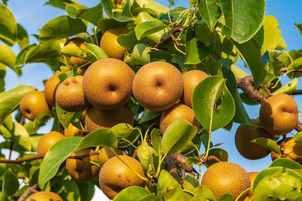 Pereira de Pera Nashi Gigante Dourada da China🍐😁💛🇨🇳 - Image 4