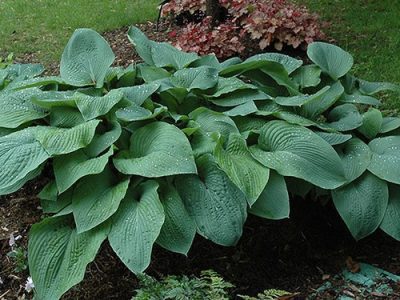 Planta da Hosta GIGANTE (ウルイ)🌿🍣🇯🇵