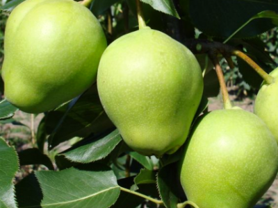 Pereira de Pera Gigante Verde da China🍐😁💚🇨🇳