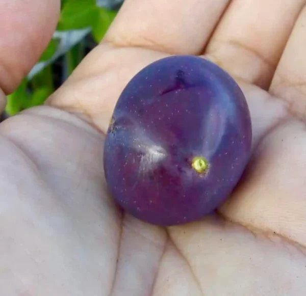 🇧🇷💜🌴JABUTICABA ROXA🌴💜🇧🇷 - Image 5