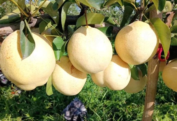 Pereira de Pera Branca Gigante da China🍐😁🤍🇨🇳 - Image 4