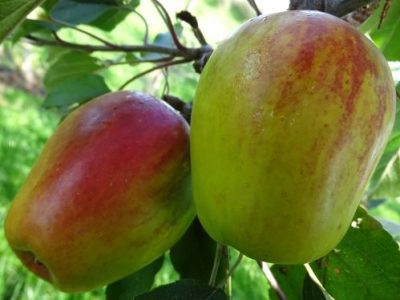 MACIEIRA de Maçã Quadrada 🇬🇧