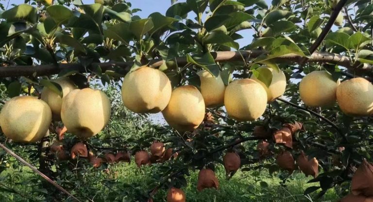 Pereira de Pera Branca Gigante da China🍐😁🤍🇨🇳 - Image 6