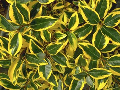 Eleagnus – Cereja da Russia VARIEGATA