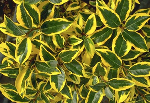 Eleagnus - Cereja da Russia VARIEGATA