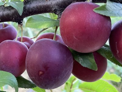 Ameixeira de Sabor Ferrero Rochet