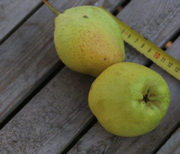 Pereira de Pera Gigante Verde da China🍐😁💚🇨🇳 - Image 6