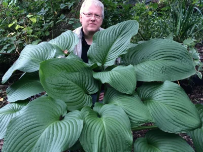 Planta da Hosta GIGANTE (ウルイ)🌿🍣🇯🇵