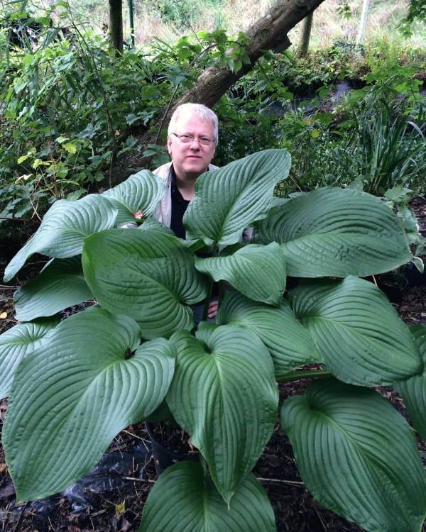 Planta da Hosta GIGANTE (ウルイ)🌿🍣🇯🇵