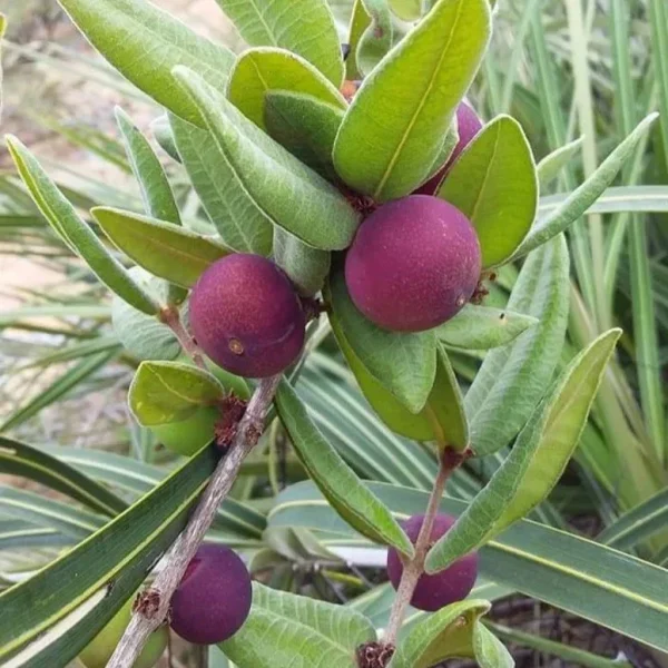 🇧🇷💜🌴JABUTICABA ROXA🌴💜🇧🇷 - Image 4