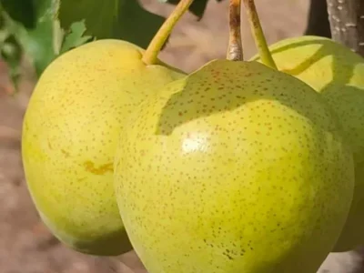 Pereira de Pera Gigante Verde da China🍐😁💚🇨🇳