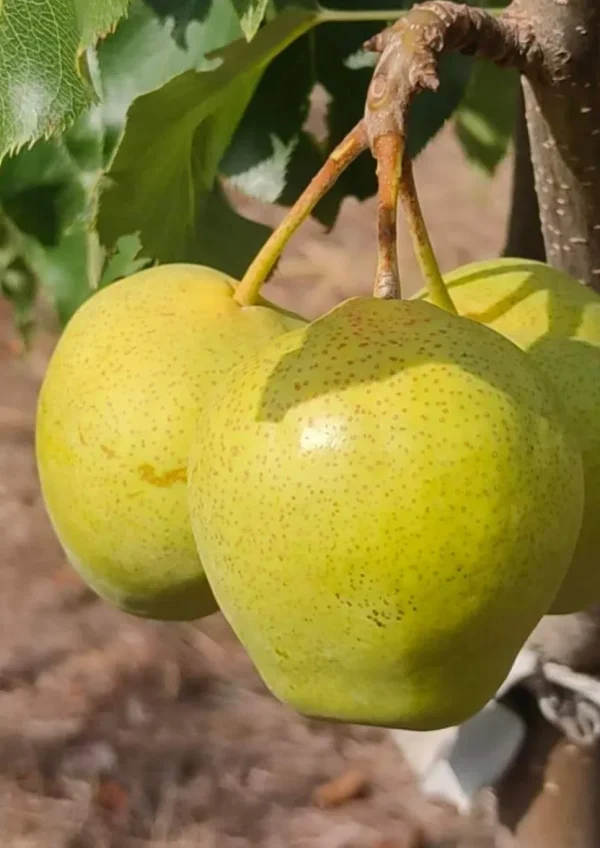 Pereira de Pera Gigante Verde da China🍐😁💚🇨🇳 - Image 2