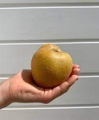Pereira de Pera Nashi Gigante Dourada da China🍐😁💛🇨🇳
