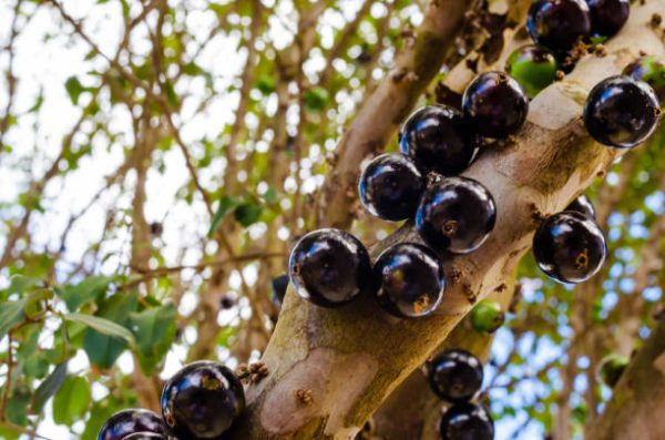 🇧🇷🐝🌴JABUTICABA PINGO de MEL🌴🐝🇧🇷