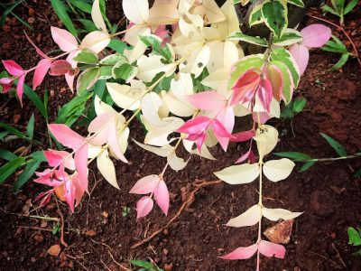 🇧🇷🐯🌴JABUTICABA TIGRADA VARIEGATA🌴🐯🇧🇷