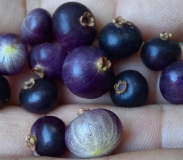 🇧🇷💜🌴JABUTICABA ROXA🌴💜🇧🇷 - Image 3