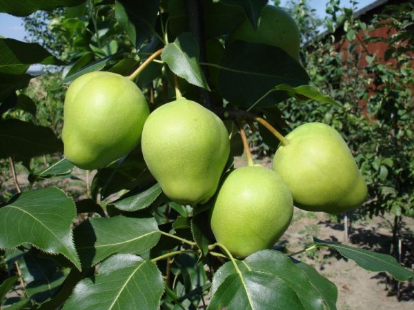 Pereira de Pera Gigante Verde da China🍐😁💚🇨🇳 - Image 5