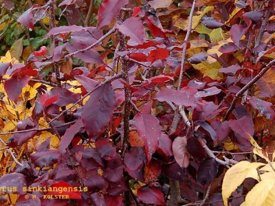 Pereira Nasci Tigre Koreano🍏🐯🇰🇷