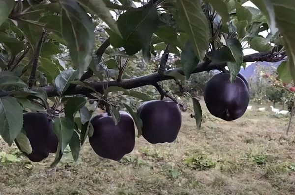 Macieira da maçã DIAMANTE NEGRO do TIBETE🍎😁 - Image 5